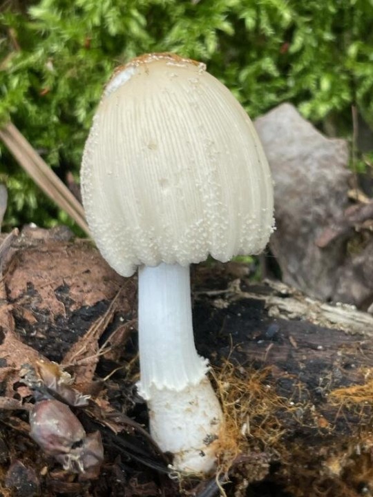 coprinnelus ellisii Sugere mars 2024.jpg