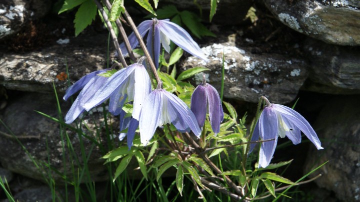 DSC05930.jpg