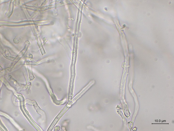 5.jpg (308.16 Kio) Vu 855 fois boucles