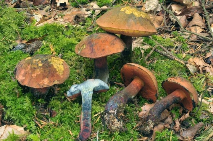 suillelus mendax chapon bourianne mycoseq.jpg