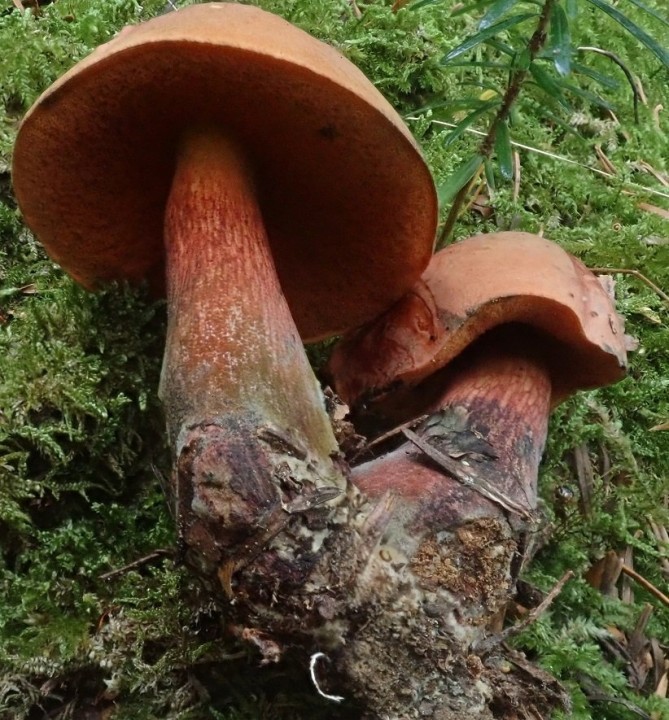 suillelus mendax chapon bourianne 2.JPG