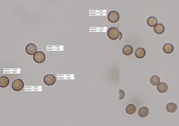 spores compil.jpg