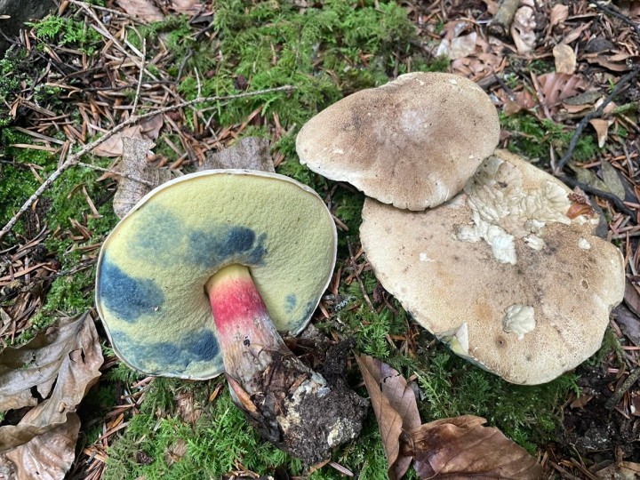 caloboletus   bourianne 1.JPG