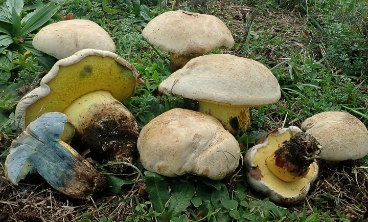 caloboletus radicans 2 - Copie.JPG