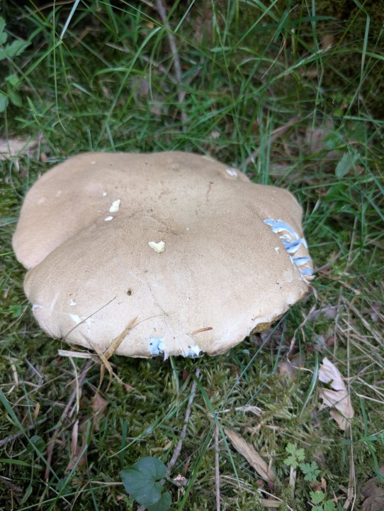 PXL_20250629_143736197.jpg