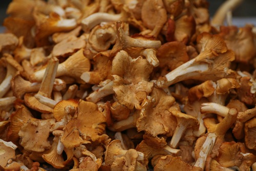 Girolles-web.jpg