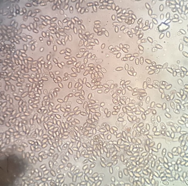 Spores