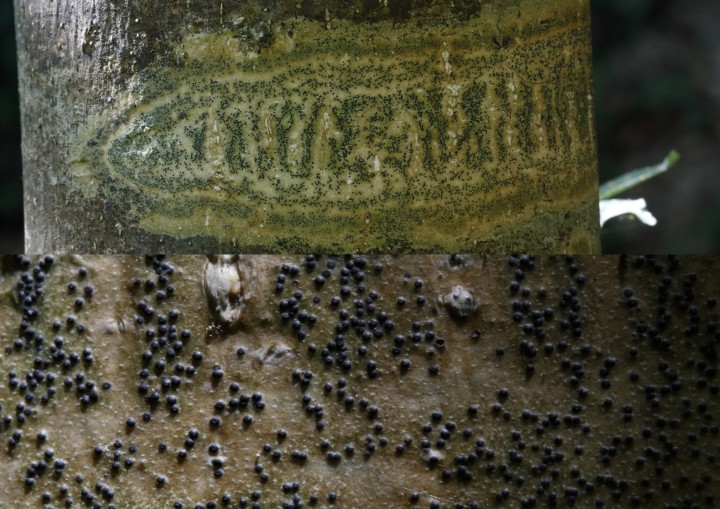 Pyrenula chlorospila.jpg