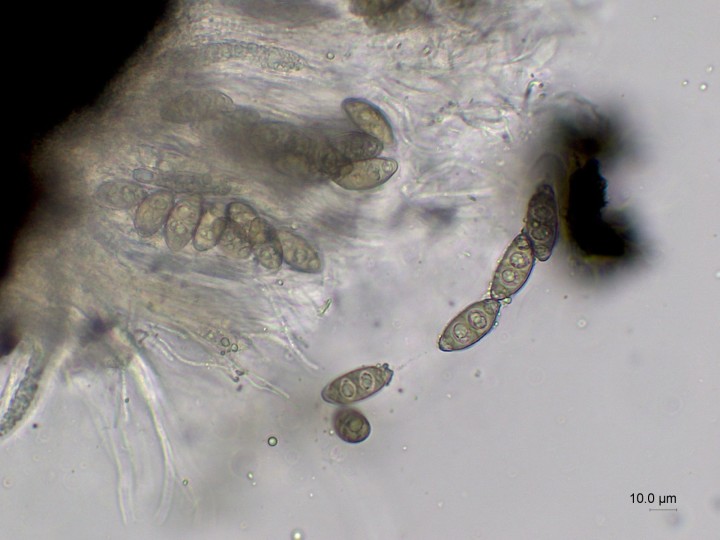 spores 23-32 x 10-12 µm à 3 cloisons