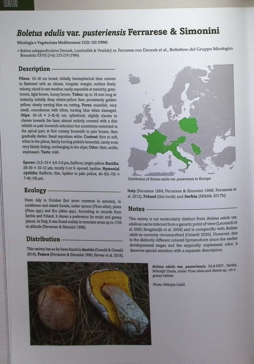 EUROPEAN BOLETES 7.jpg