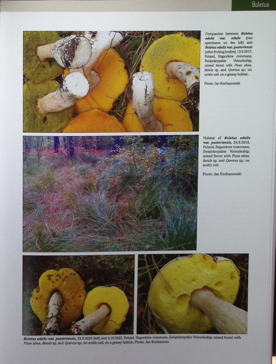 EUROPEAN BOLETES 8.jpg