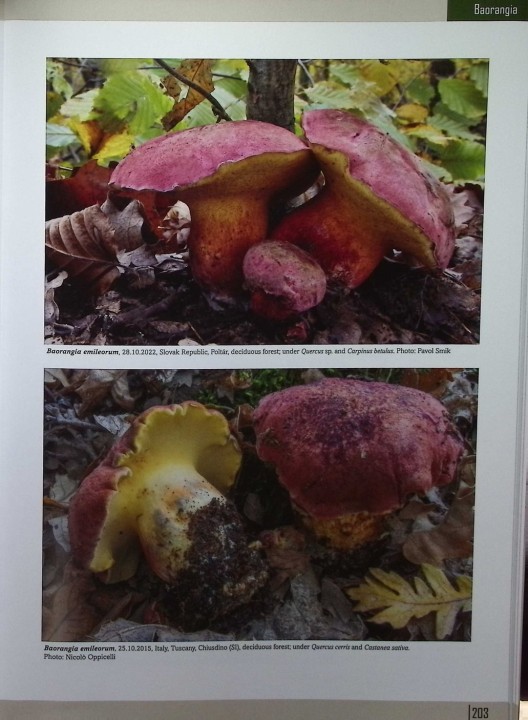 EUROPEAN BOLETES 10.jpg