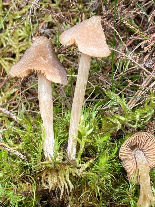 Coll. F. Desprès, F. &amp; P. Périllier