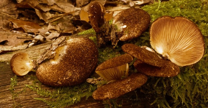 crepidotus crocophyllus_DxO.jpg