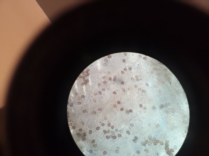 Spores sans témoins