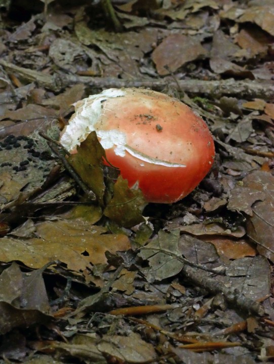 P1170036.JPG