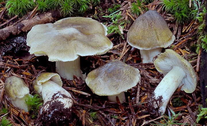 tricholoma guldeniae 3 - lamandie.JPG