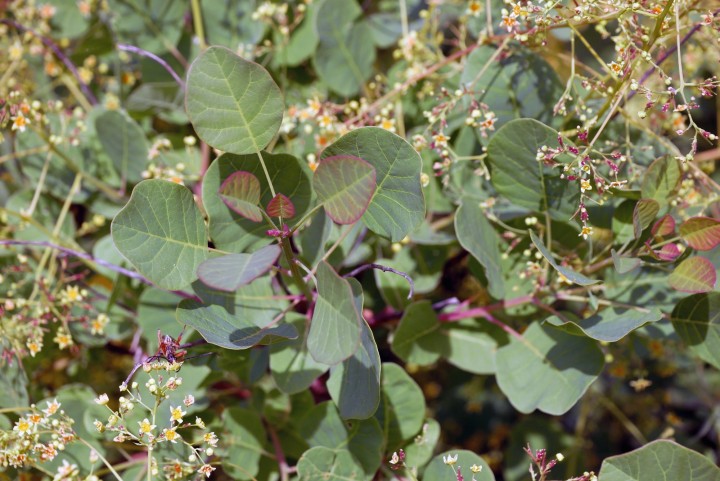 P1080735.JPG
