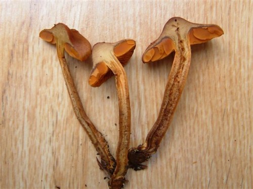DSCF6272.JPG