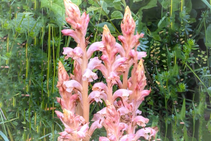 Orobanche2.jpg