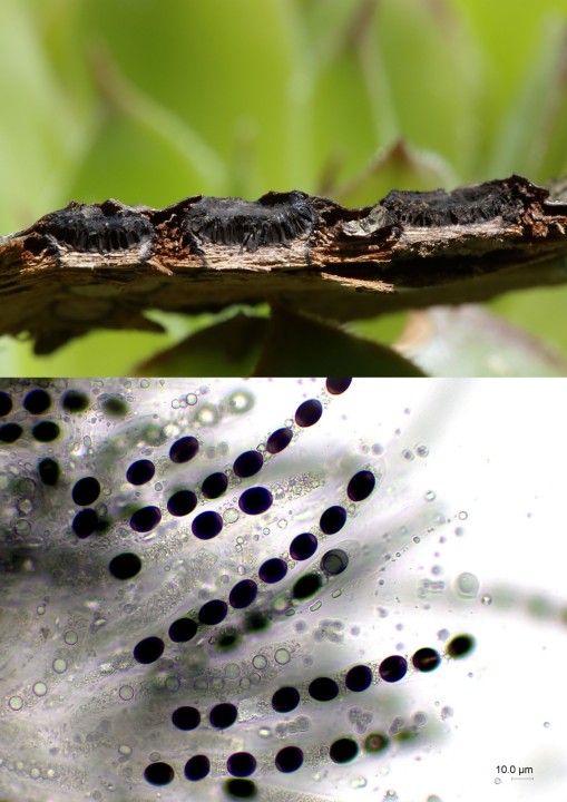Biscogniauxia marginata.jpg