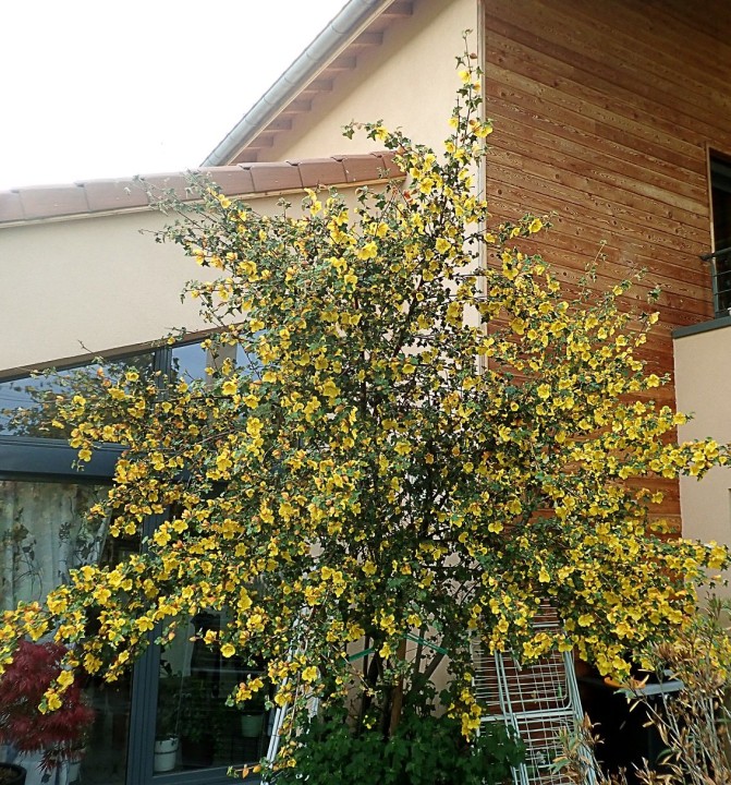 arbre de mon jardin 2.JPG