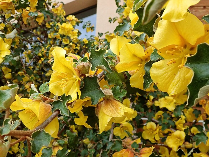 abre de mon jardin 1.JPG