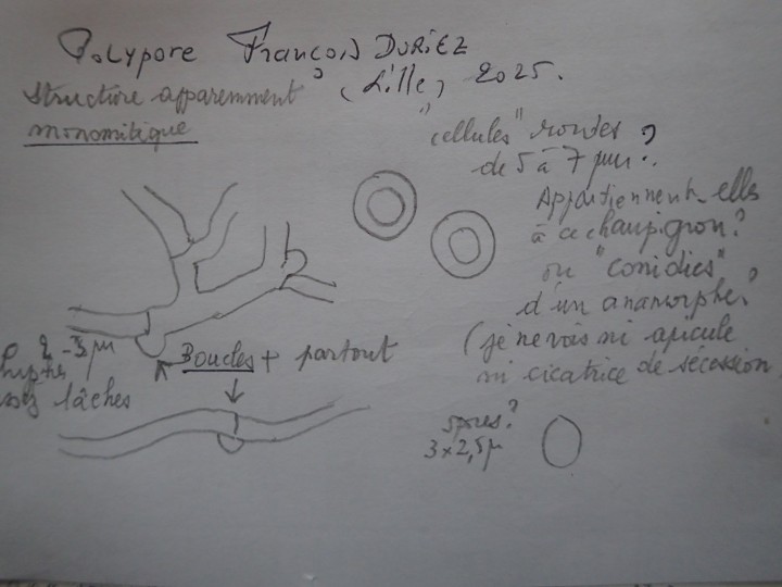Polypore F.Duriez fiche.JPG