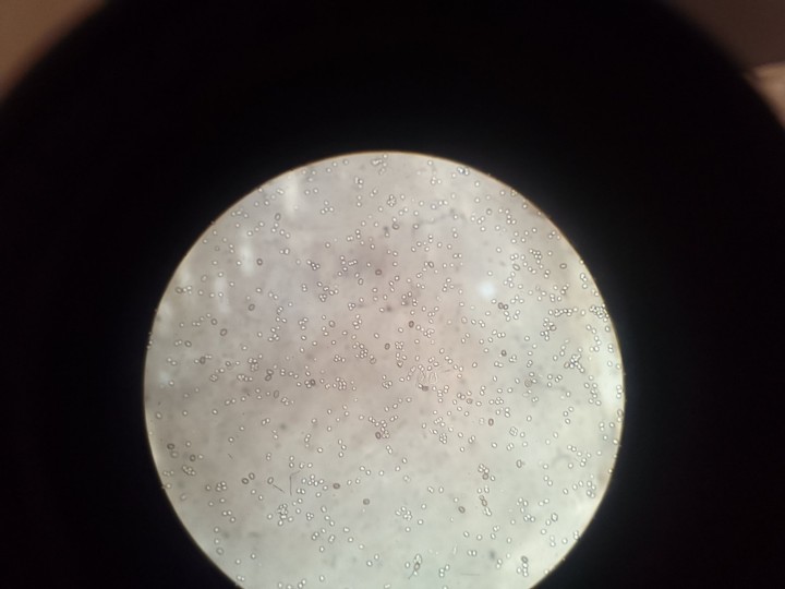 Spores x40