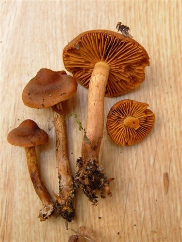 DSCF6257.JPG