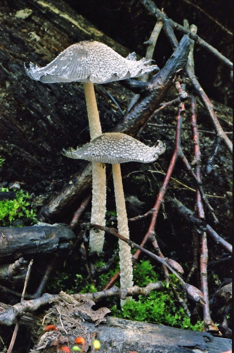 Coprinus lagopides.jpg