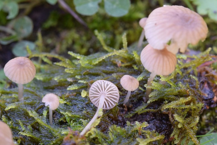 DSC_2742.jpg