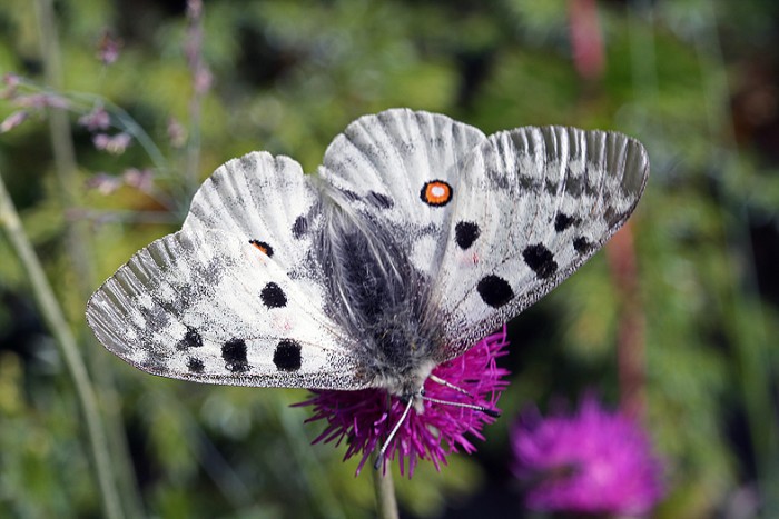 Parnassius_apollo01ba.jpg