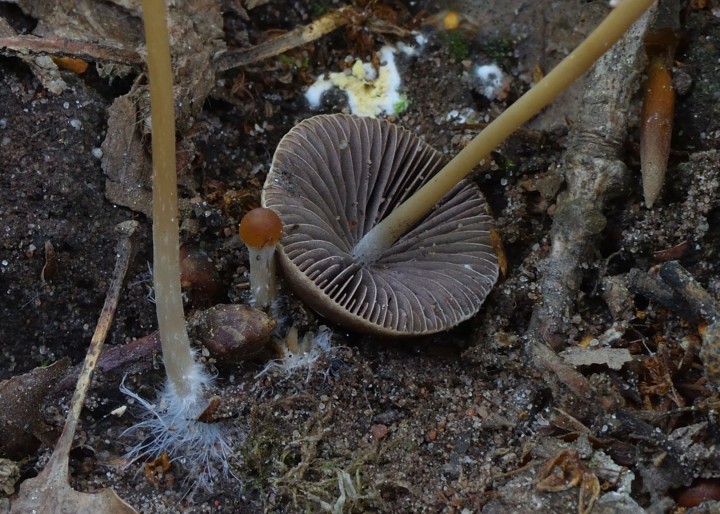 DSC_0025_026_web.jpg