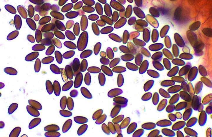spores autour de 12-15 x 6-7 µ en majorité