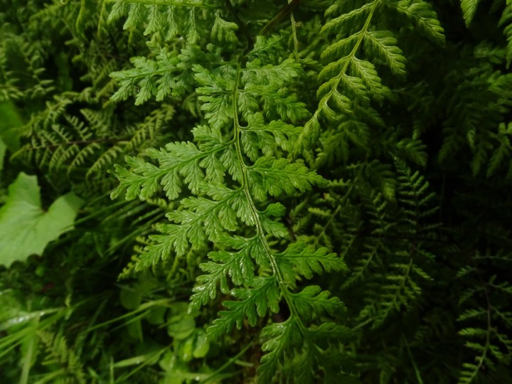 DSC06531.JPG