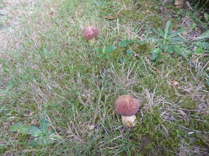 P1130753.JPG