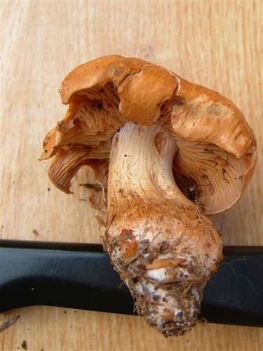 DSCF6261.JPG