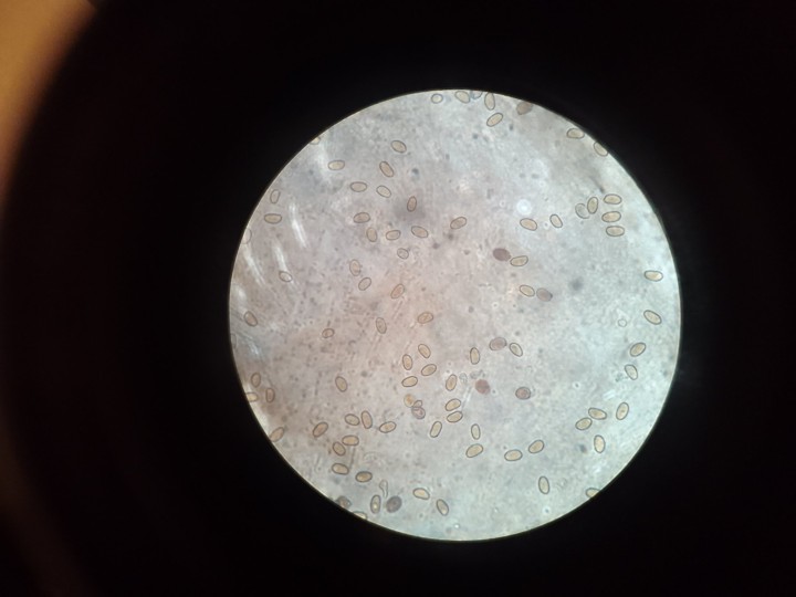 Spores