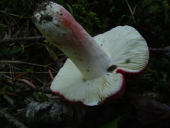 DSC06584b.JPG