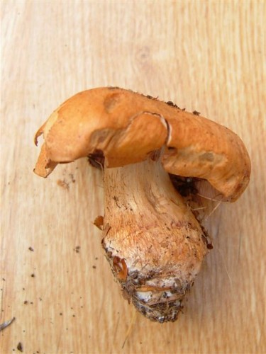 DSCF6259.JPG