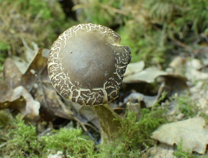 DSC_0090_064.JPG