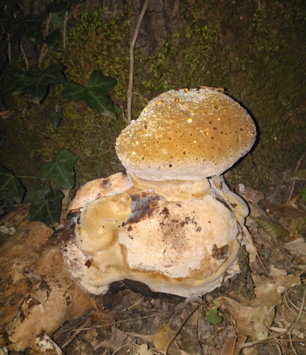 Screenshot from 2025-08-15 15-20-17.png (1.18 Mio) Vu 989 fois de nuit avec flash