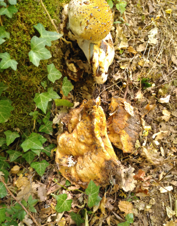 champignon voisin