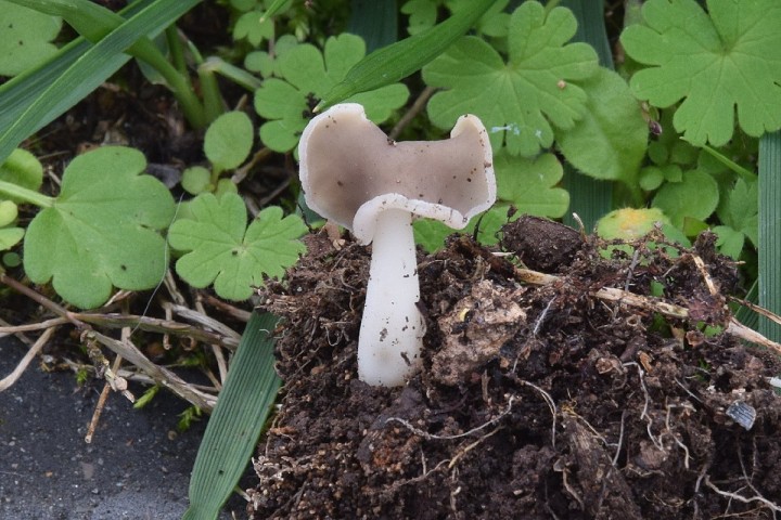 DSC_3105.jpg