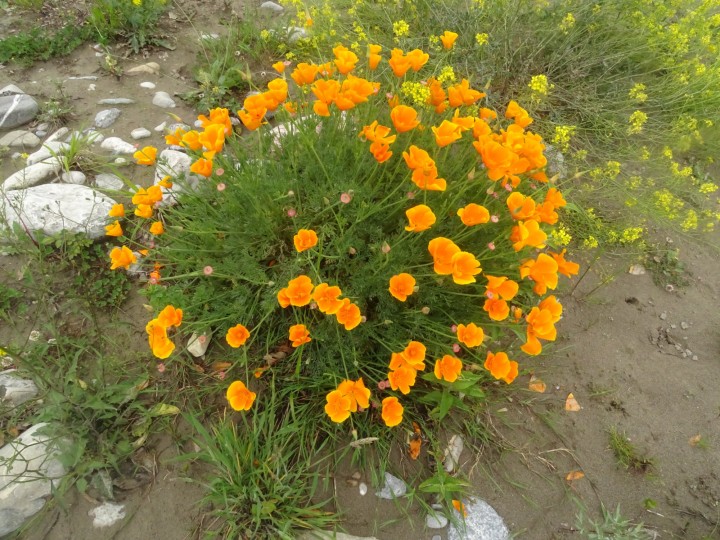 DSC06470.JPG