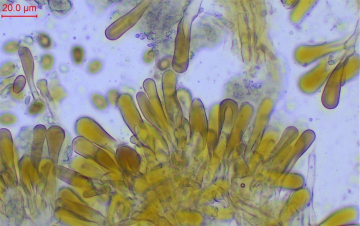 cutis-003.jpg
