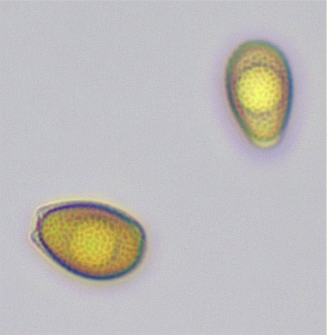 sp-008.jpg
