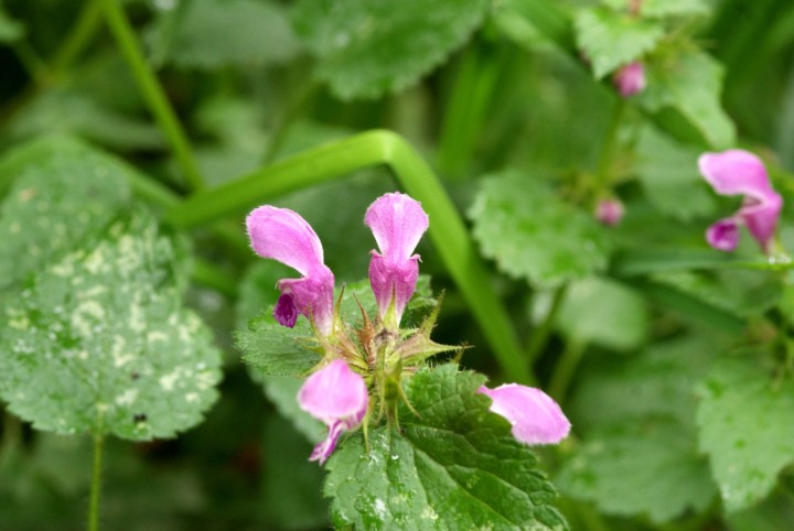 Lamium maculatum DSC05992.jpg