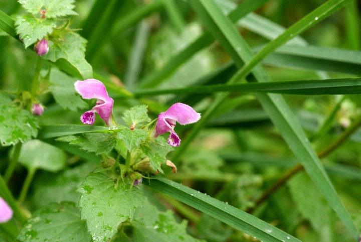 Lamium maculatumDSC05993.jpg